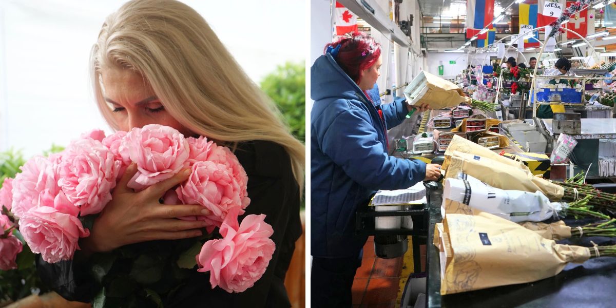 Alina Neacsa smelling roses and post-harvest packacking process Alina Neacsa smelling roses and post-harvest packacking process