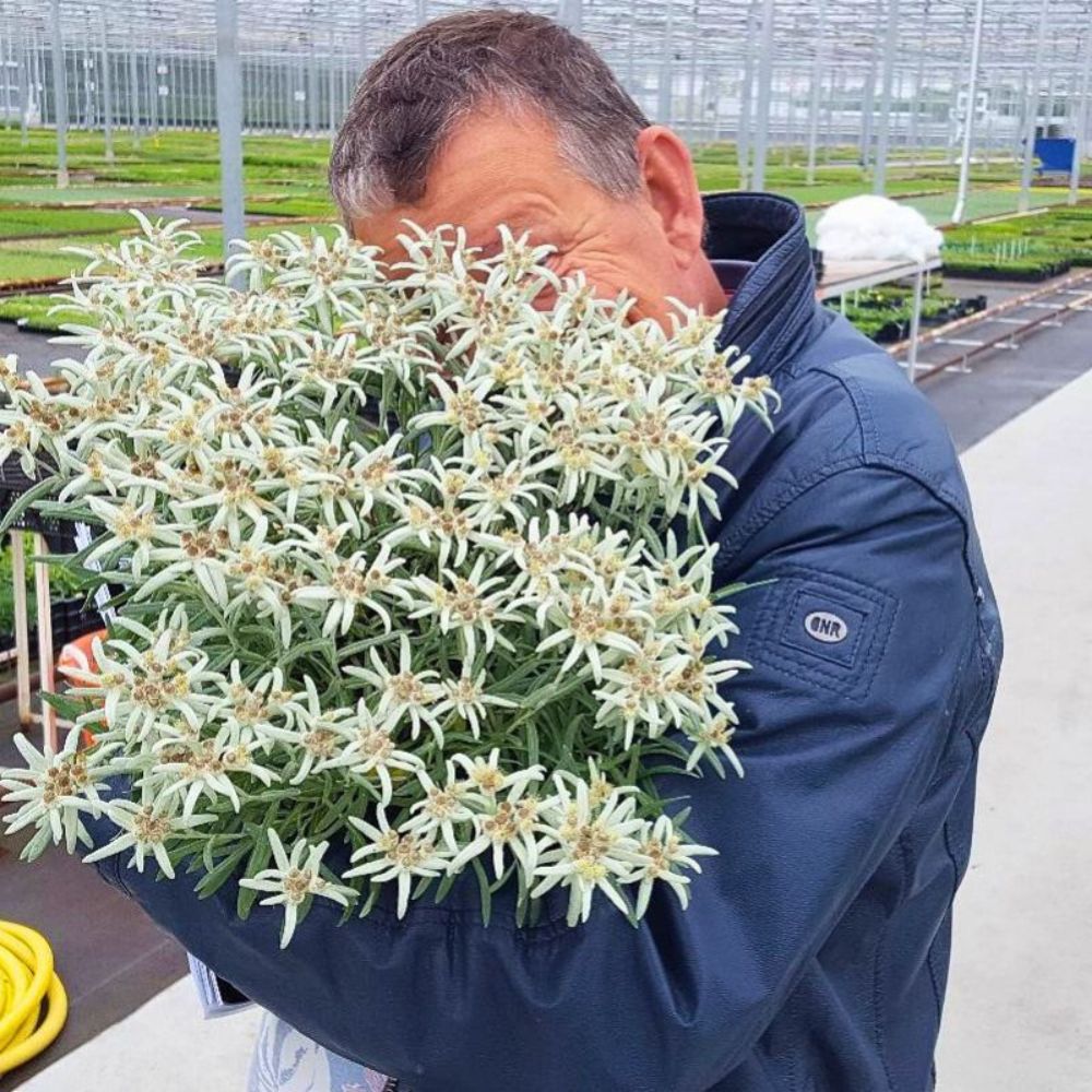 A bunch of edelweiss flower a bunch of Edelweiss flower