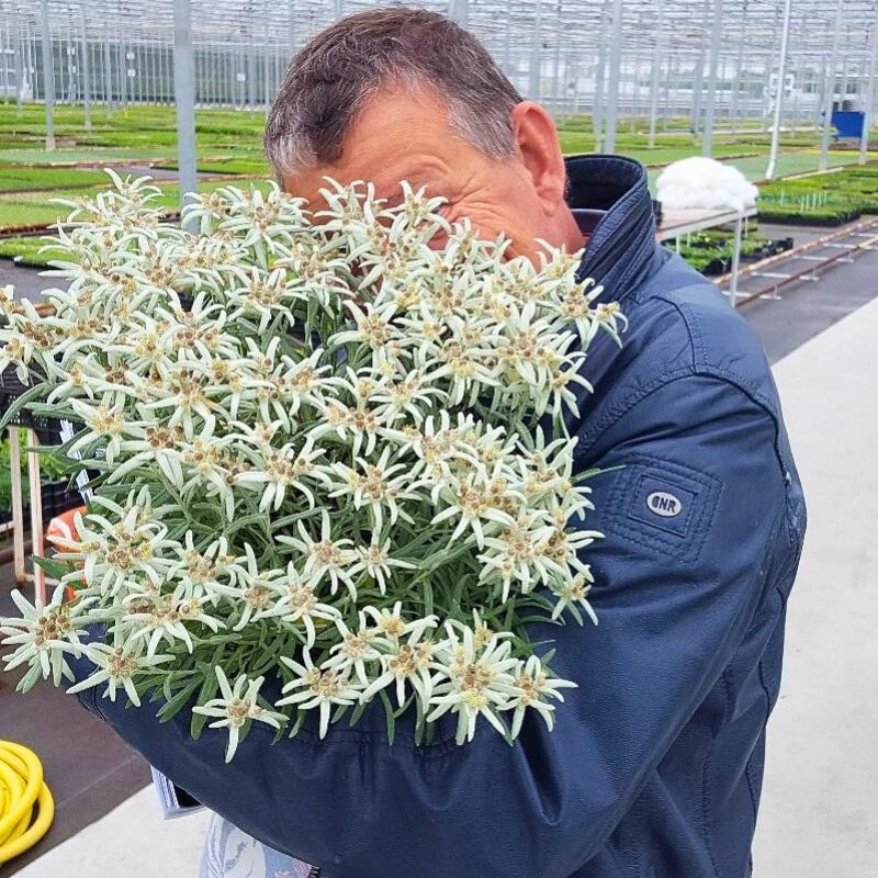 Edelweiss flower meaning - Thursd Article featured image