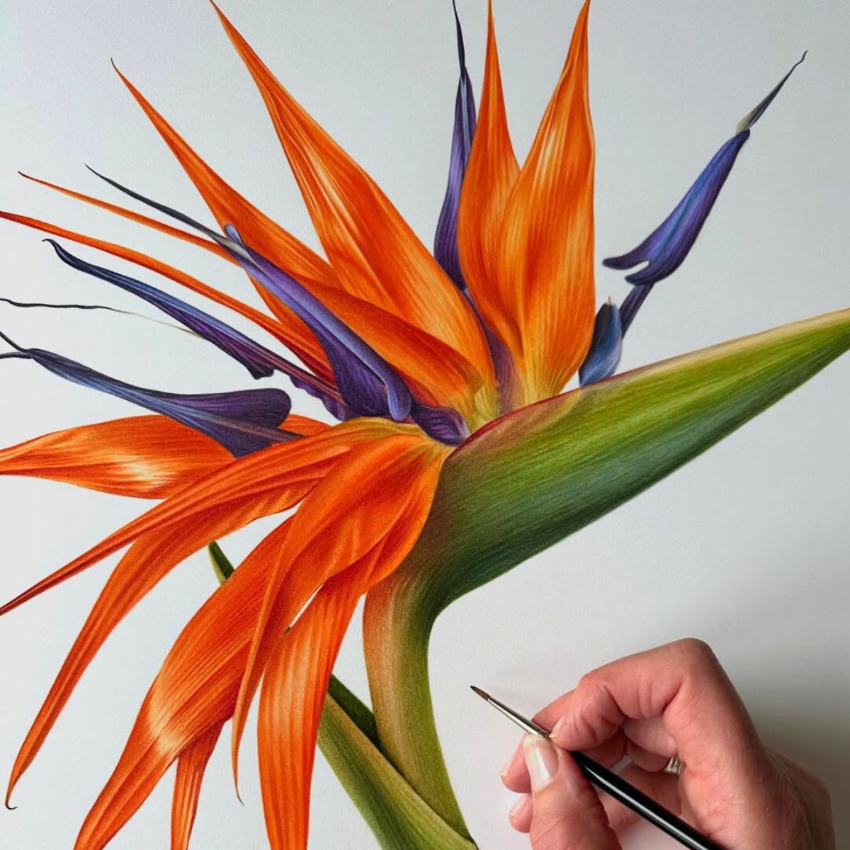Bird of Paradise watercolor art Bird of Paradise watercolor art