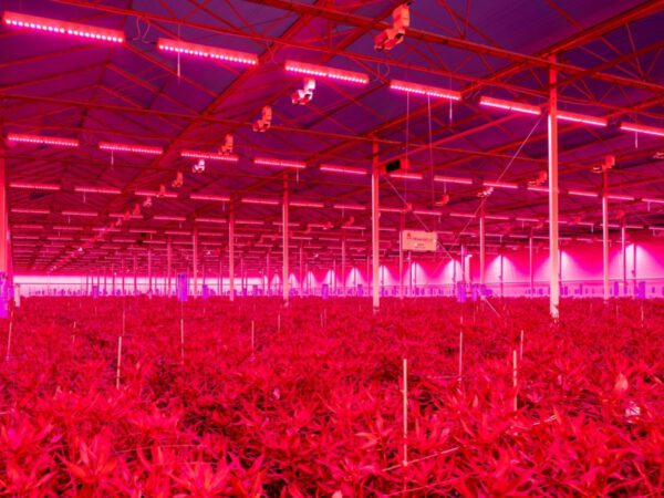 Signify LED Light Recipes - Tesselaar greenhouse with LED - On Thursd - Featured