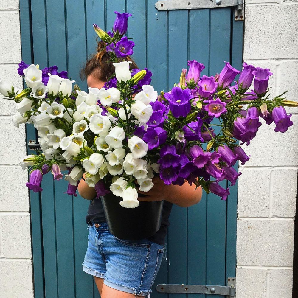 Bunches of Canterbury bells beautiful white floewrs paired with the purple ones of campanula medium