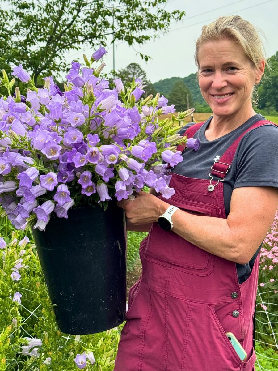 woman holding fresh canterbury bells
