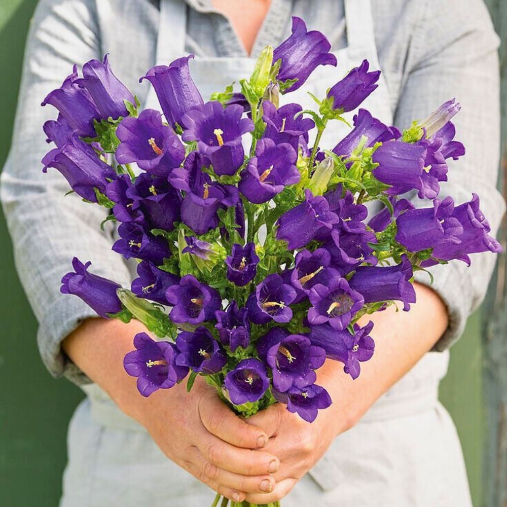Campanula medium a woman holding a bunch of canterbury bells aka campanula medium