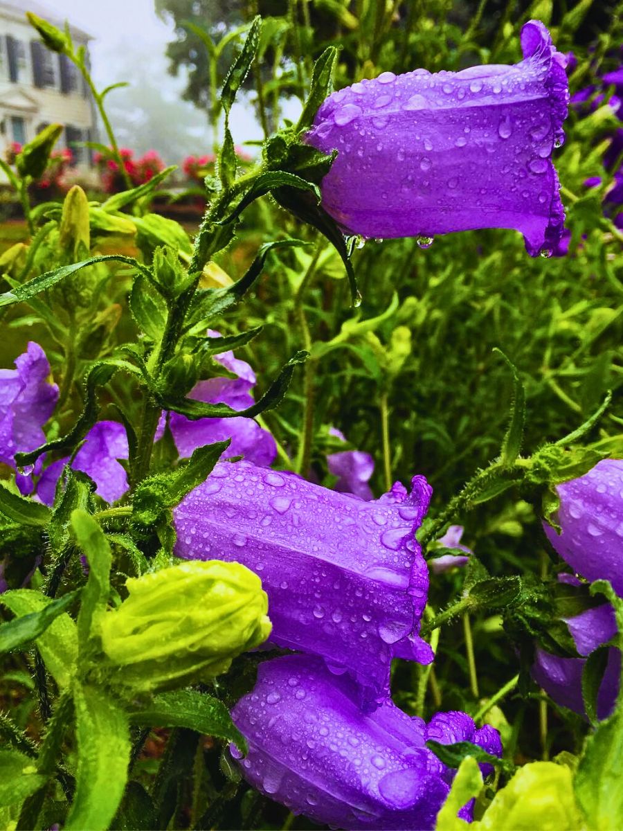 Canterbury bells canterbury flowers growing in the wild