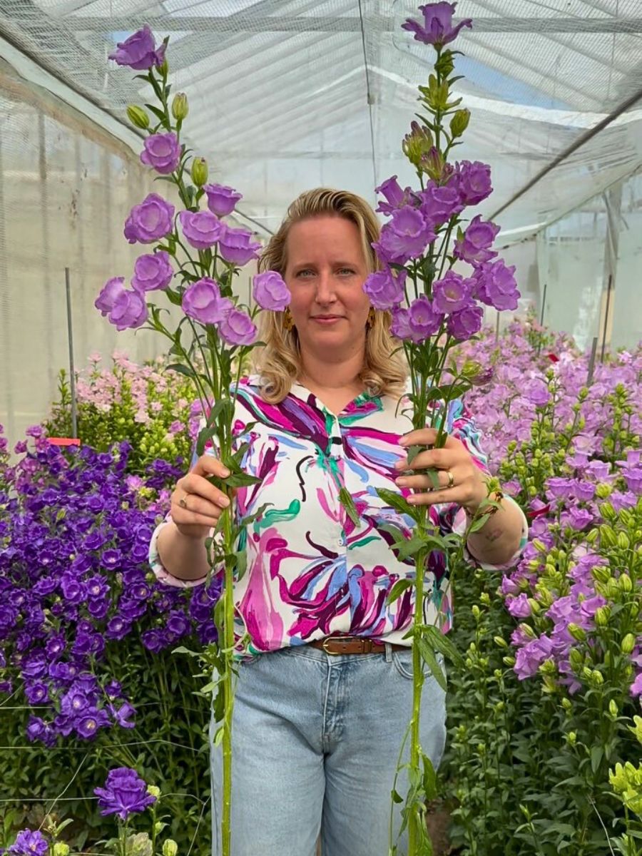 Canterbury bells Canterbury Bells, the Biennial Also Called Campanula Medium