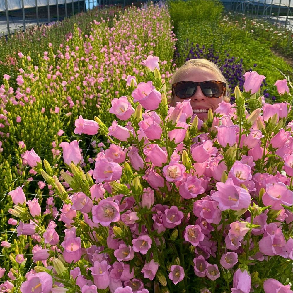 beautiful flower beds of cantanula medium