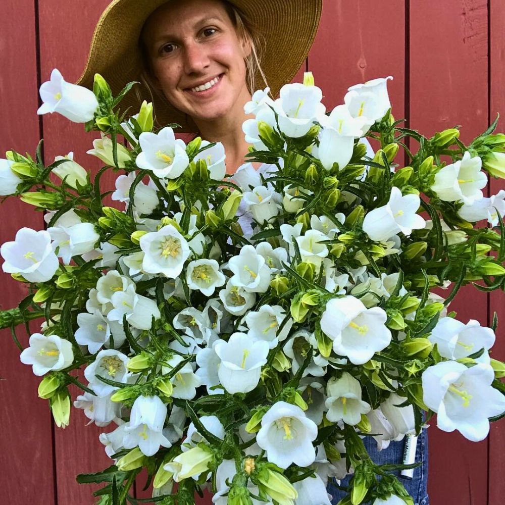 Canterbury Bells Bouquet woman holding bunch of campanula medium