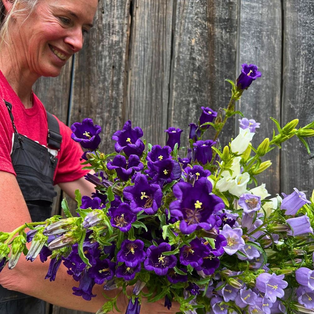 Canterbury bells Campanulas purple and white flowers of campanula medium that come into full spectrum during late spring