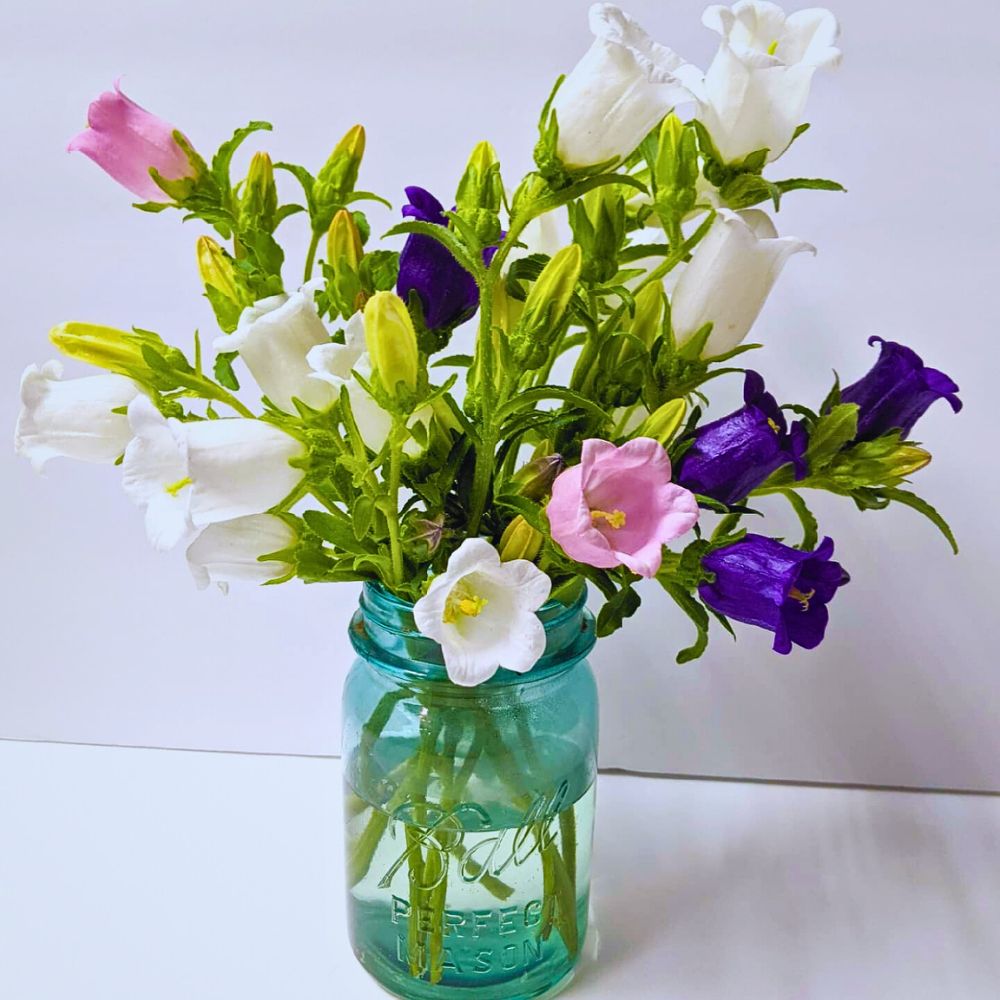 Canterbury bells flowers Canterbury bell flowers in a vase
