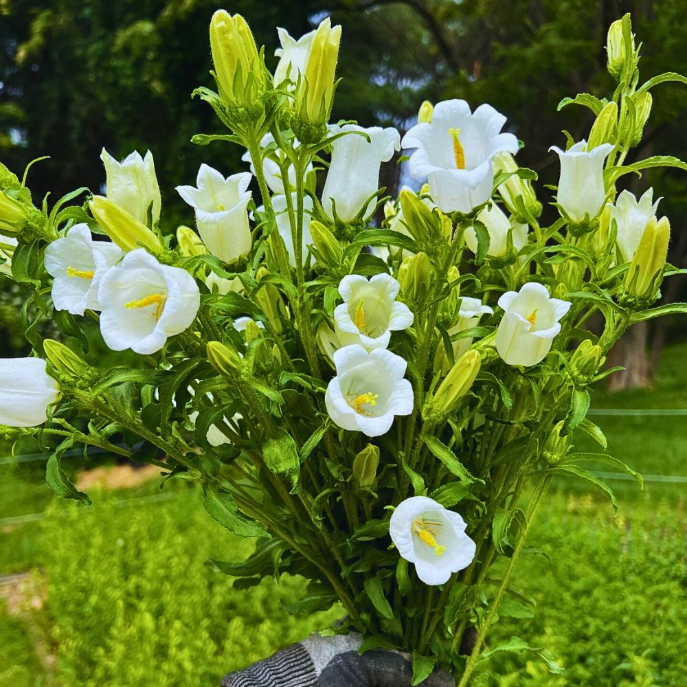White Canterbury bells the cup and saucer like shape of the white flower that grow from Canterbury bells flower seed pods