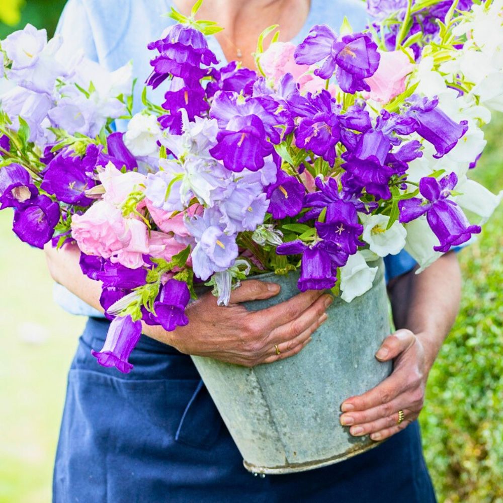 Canterbury bells flowers a person holding canterbury bells bouquet - the serrated leaf edge of these showy flowers and double blooms add more to its appeal