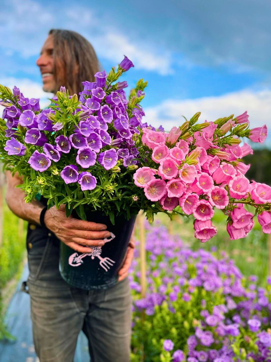 Campanula medium campanula medium flowers thrive best in well drained soil and this type of soil helps in flower production