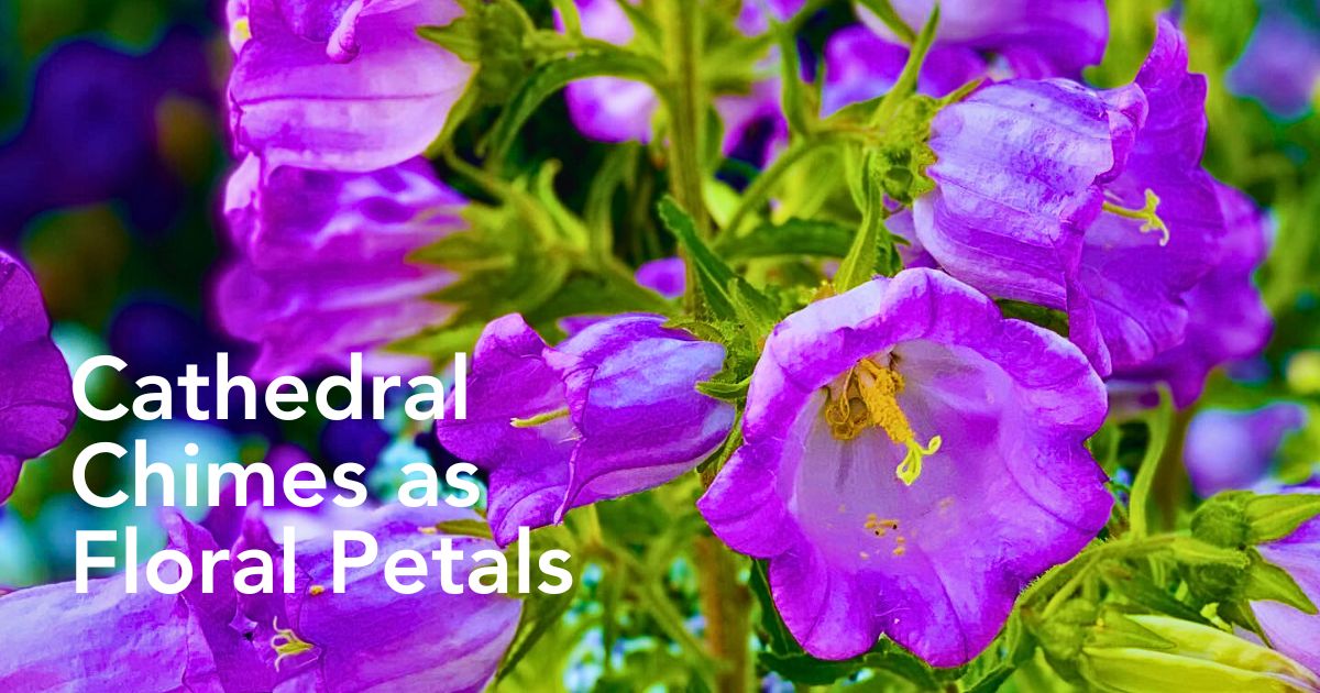 Canterbury Bells Flowers Complete Guide - Thursd Article Header Image
