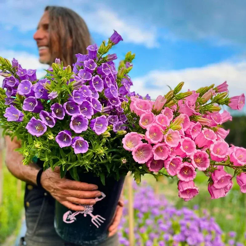 Canterbury Bells Flowers Complete Guide - Thursd Article Featured Image