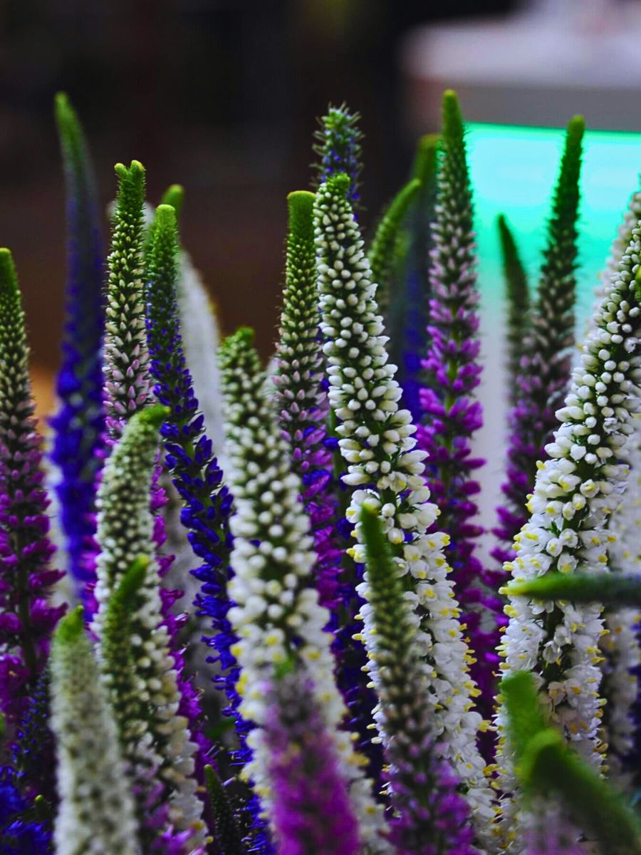 veronica flowers in different colors veronica flowers in different colors
