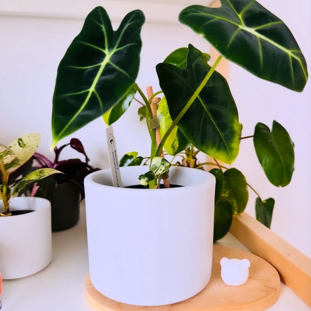 Professional Photography of Alocasia micholitziana frydek National Photography Day