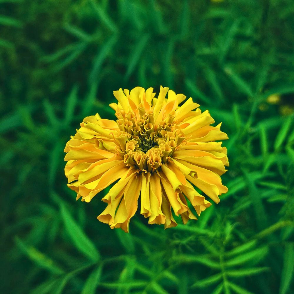 Beauty of a marigold capture in nature National Photography Day