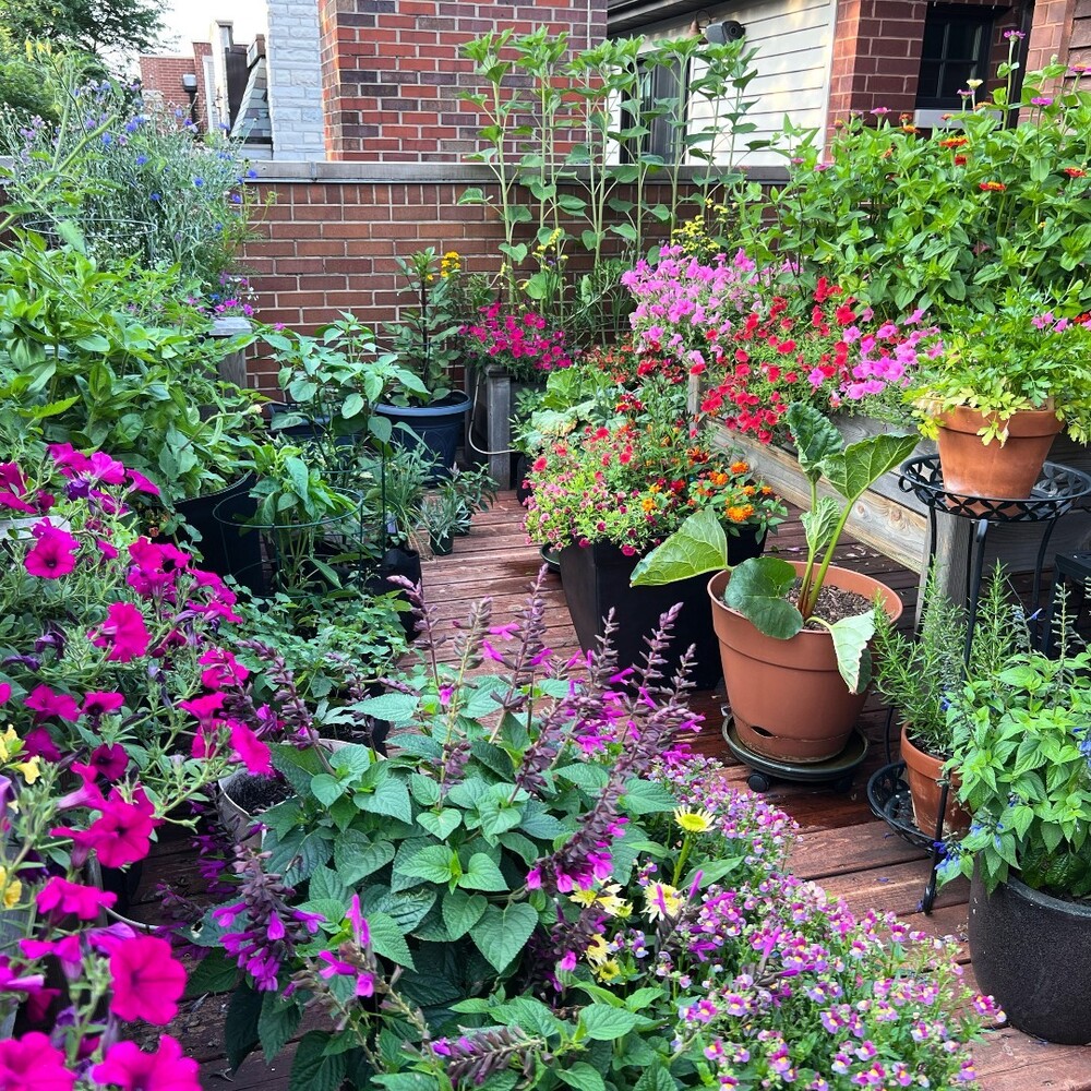 Lush summer garden with flowers Lush summer garden with flowers