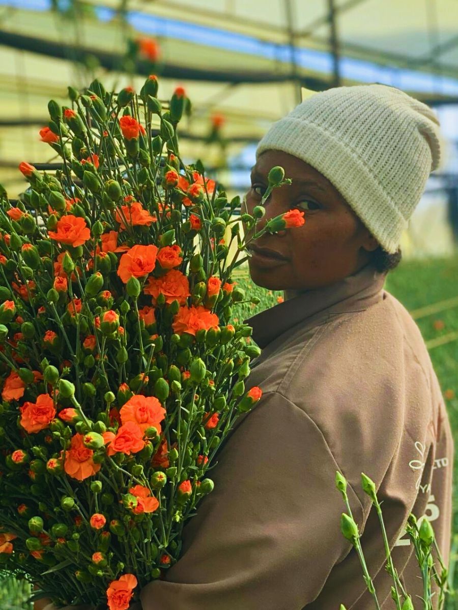 Carnations Kenya Flower Council’s Pinnacle Sustainability Awards 2025 Recognize the Very Best in Kenya’s Floral Sustainability Practices