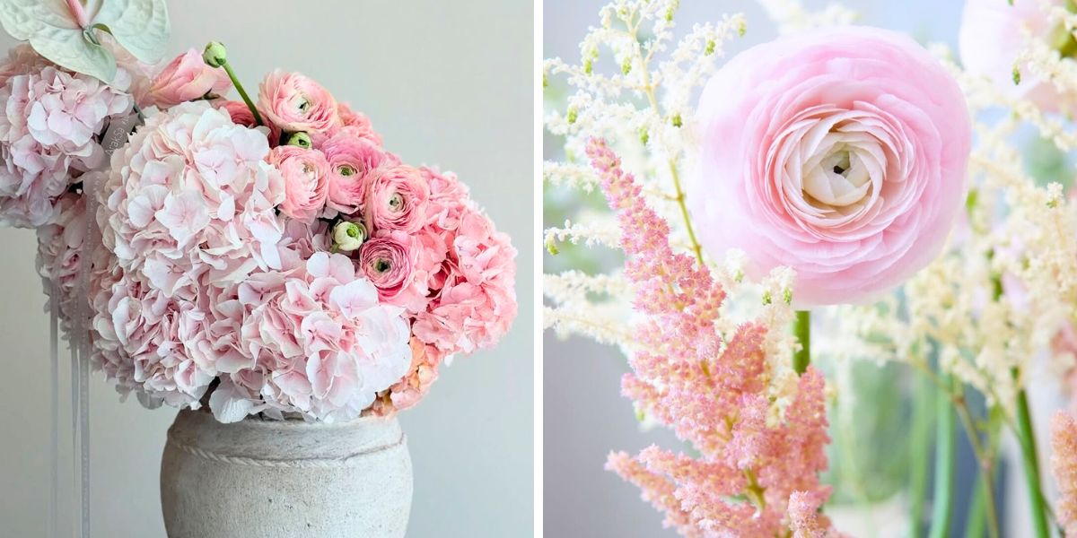 Light pink ranunculus by Tessa Corp