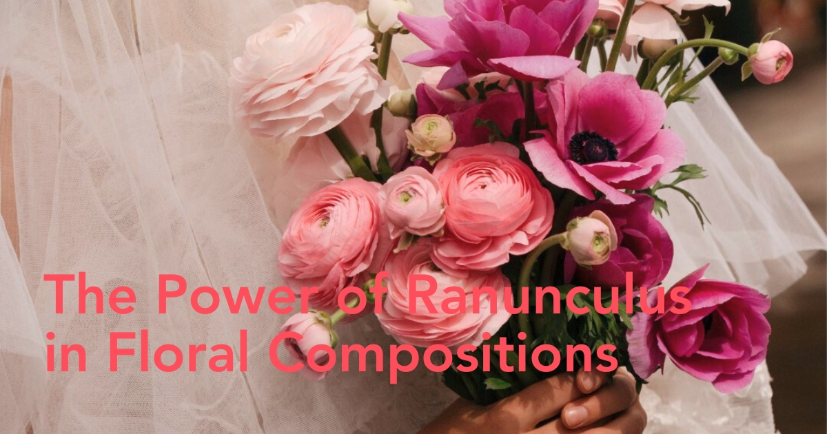 Tessa Corp ranunculus
