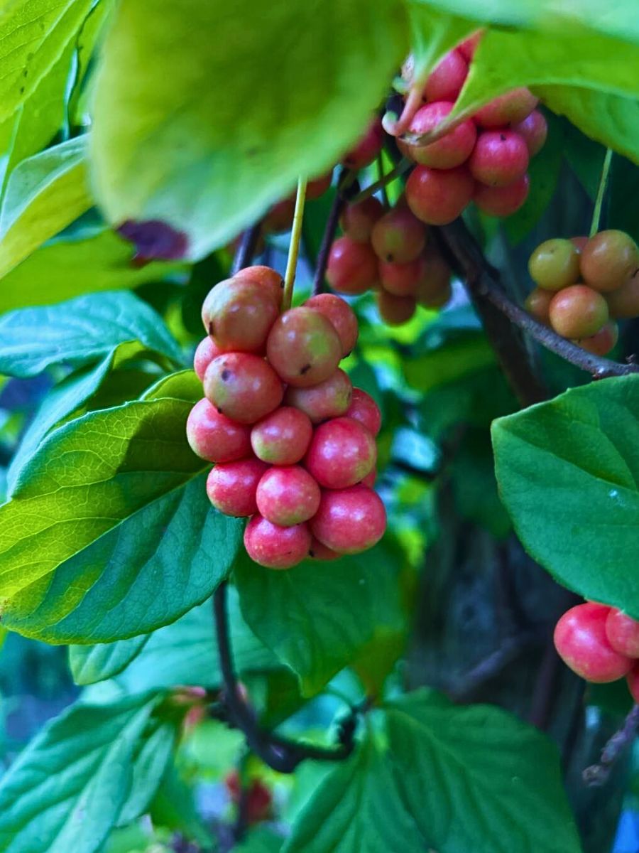 fruit bearing vine of Schisandra chinensis - this plant is popular in traditional chinese medicine
