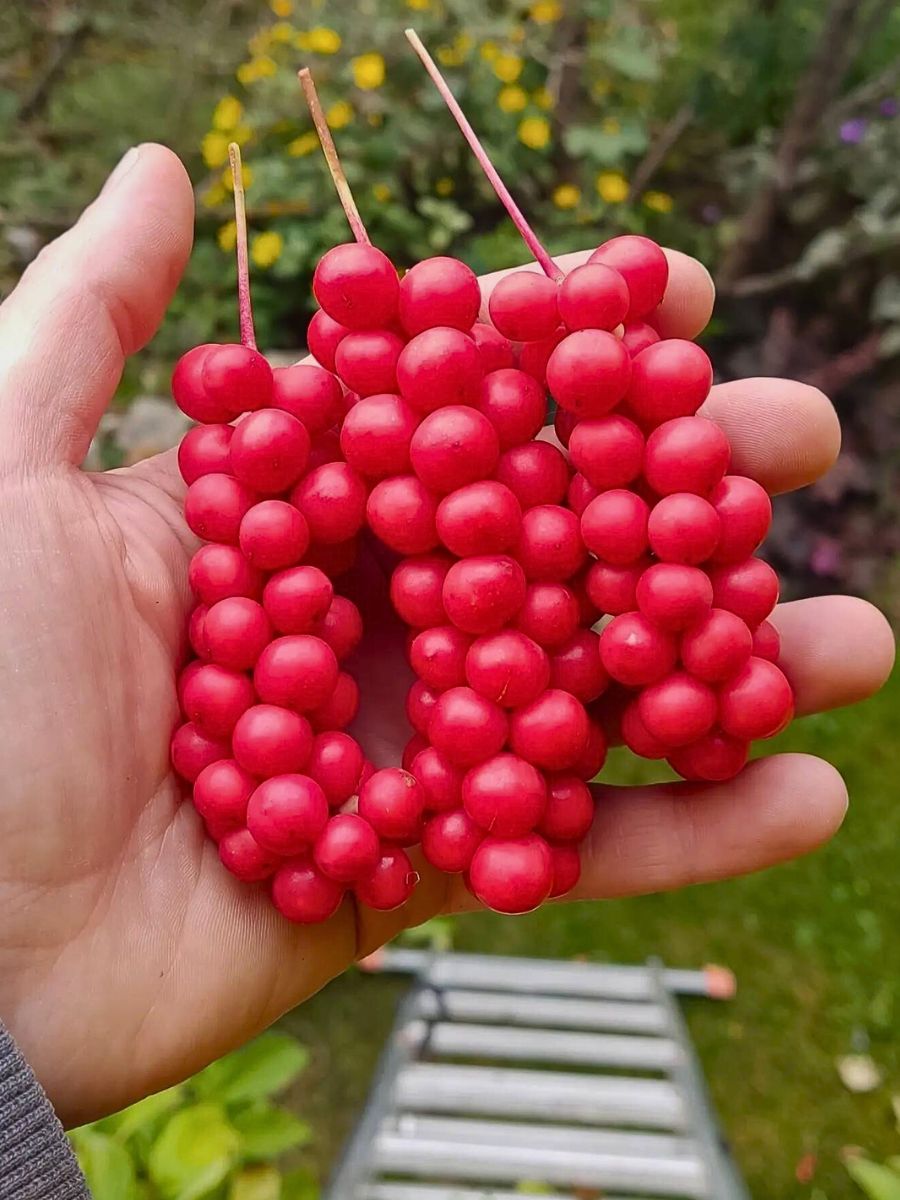 the red berries of Schisandra chinensis - a popular herb that finds frequent mentions in health essential podcasts