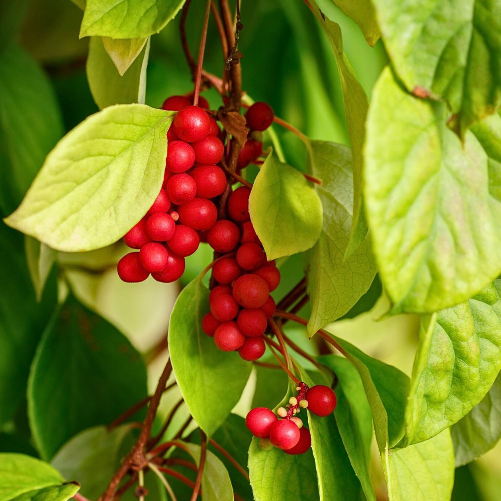 Schisandra chinensis, often simply called Schisandra, magnolia berry, or five-flavor fruit.