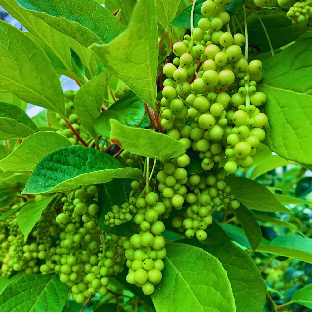 Organic Schisandra chinesis has beneficial effects in liver disease and helps in managing lipid and glucose metabolism