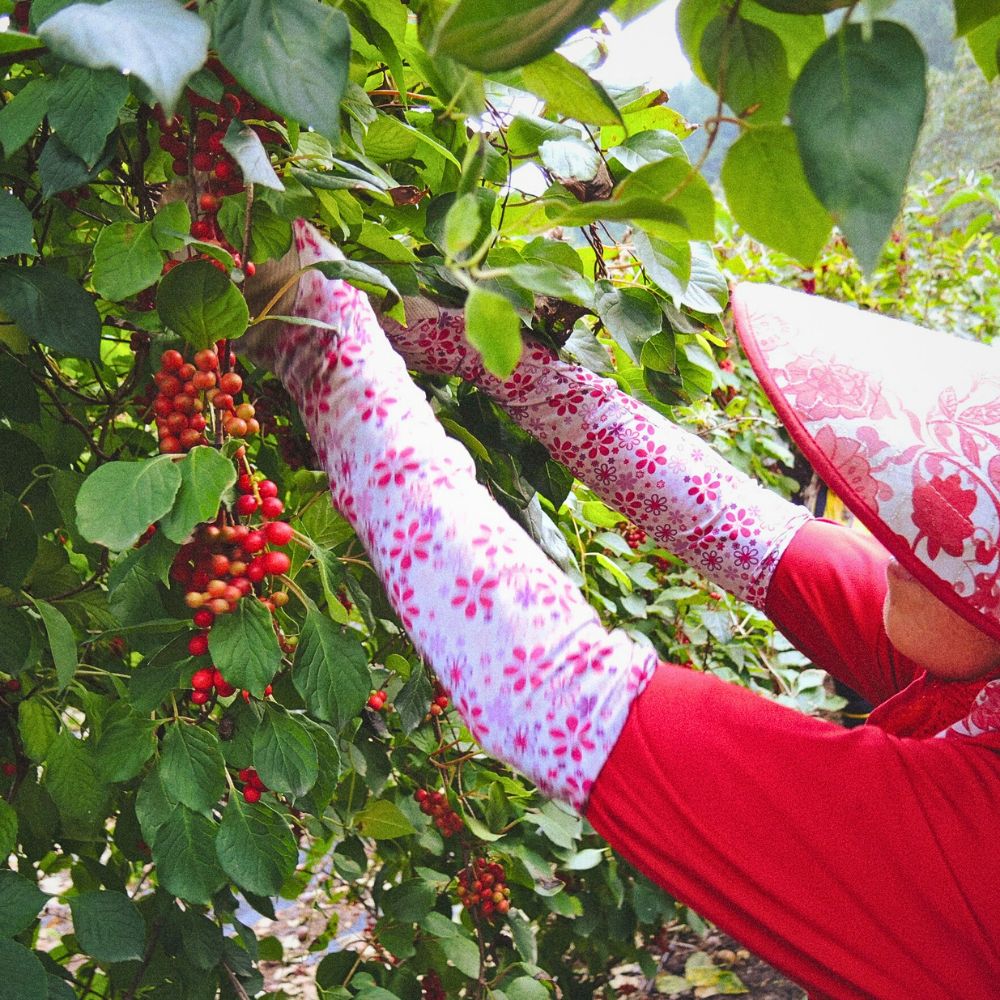 herbs like Schisandra chinensis along side holy basil is used as herbal blends for positive effect on health and has positive impact for menopausal symptoms 