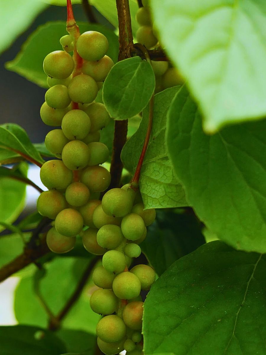 Schisandra berries  (also spelled sometimes as Schizandra berries) have beneficial effects on human health and carry nutritional value and high treatment potential