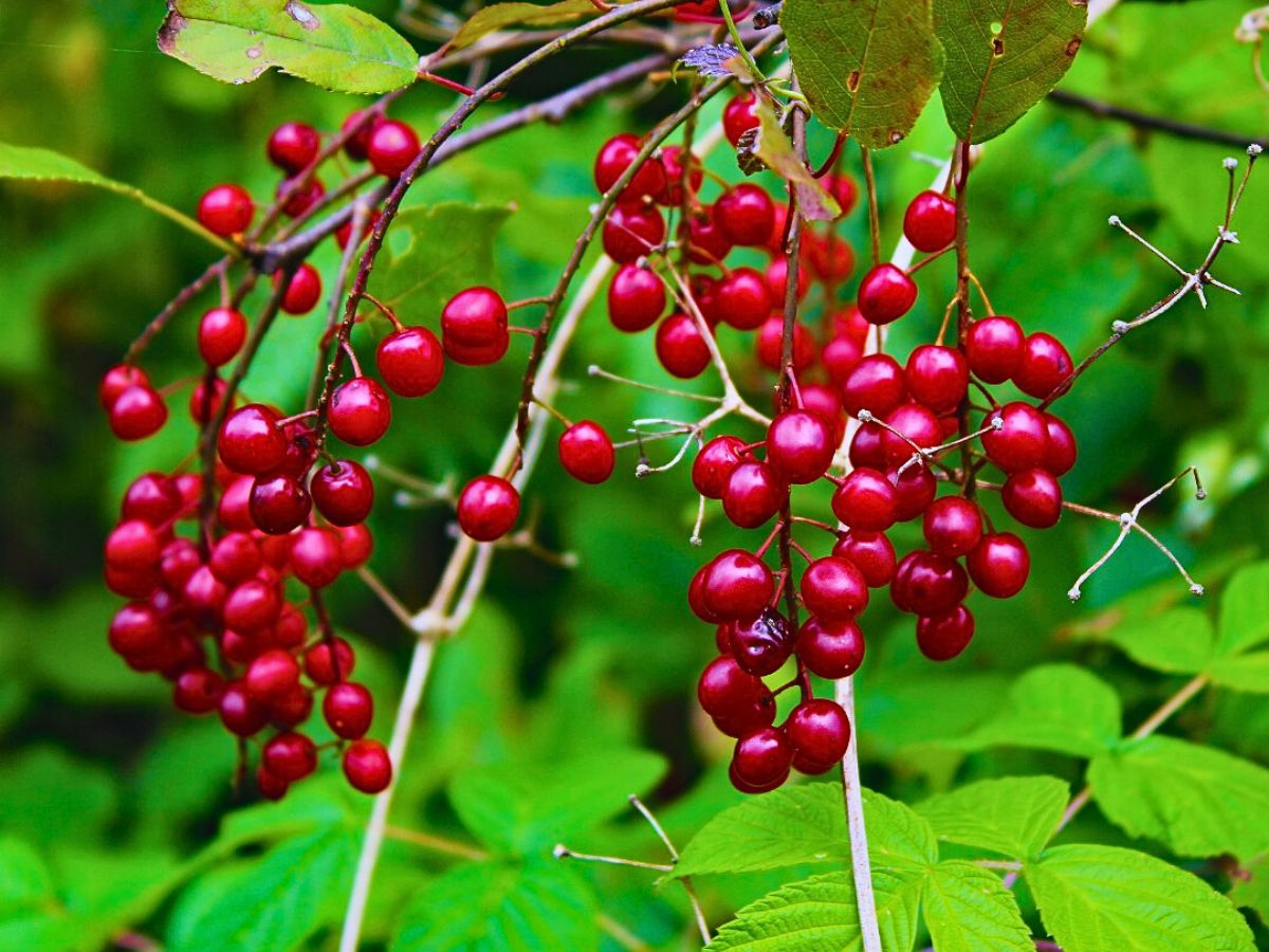 Schisandra chinensis has been long valued in countries in Asia and Russia and has been recognized for its beneficial health effects by WHO (World Health Organization)