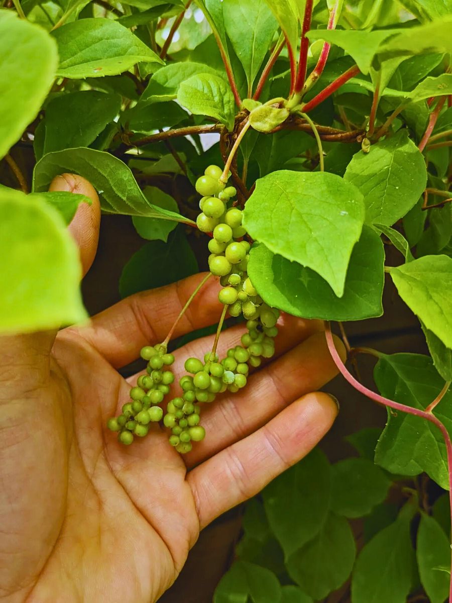 Schisandra chinensis bail fruiting from Schisandra plant - this plant is known to be used for functional medicine specialist