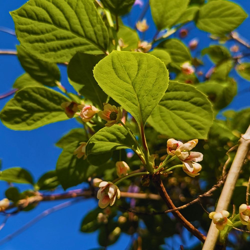 Flowers of the Schisandra plant