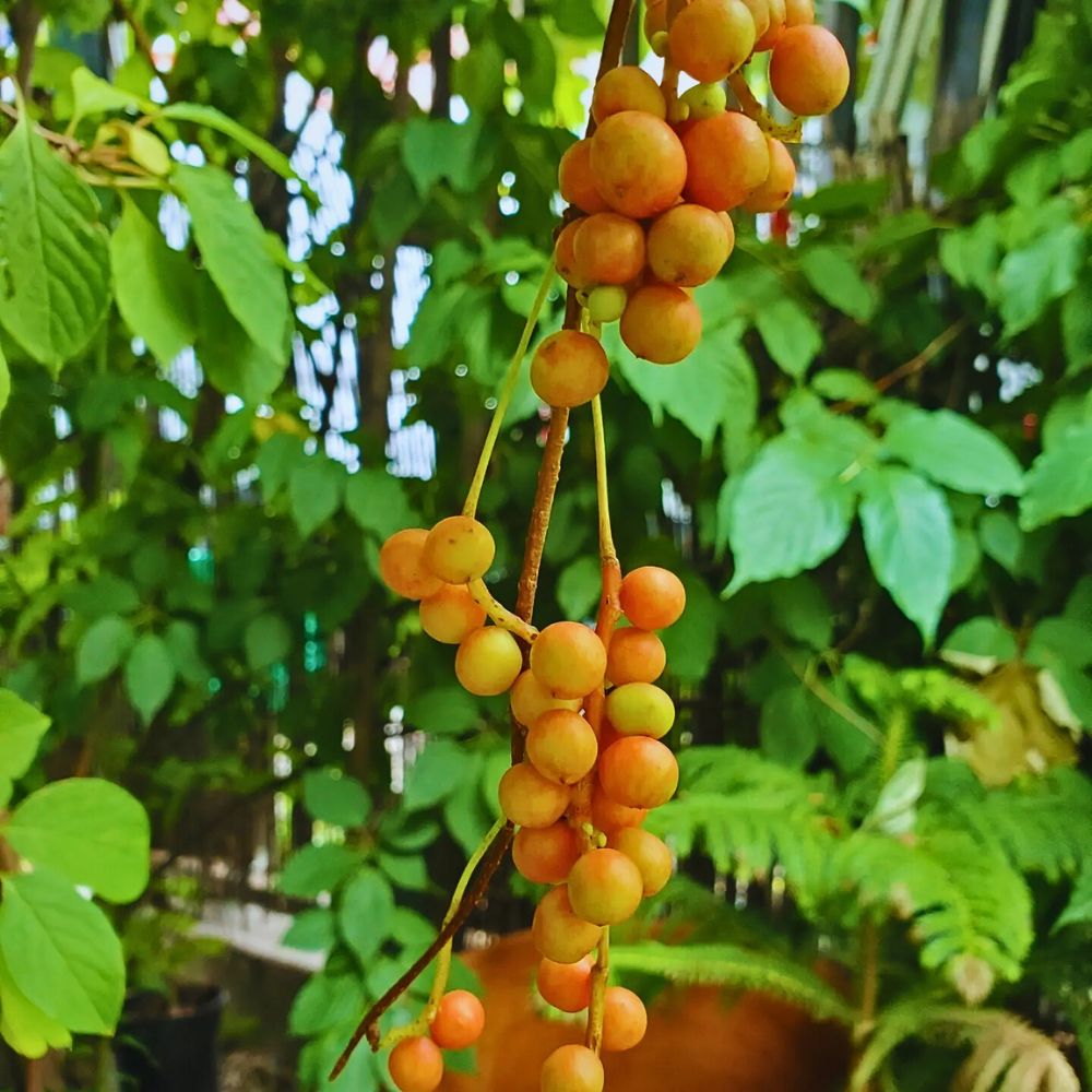 Schisandra chinensis is popular among traditional chinese medicine and often used as a wellness supplement