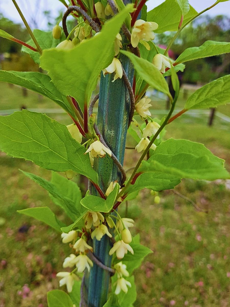 flowers of Schisandra chinensis