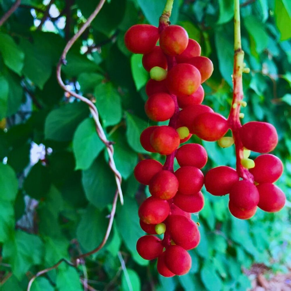 Schisandra chinensis is also used to make tea based on its quality and its known to relieve stress from the body