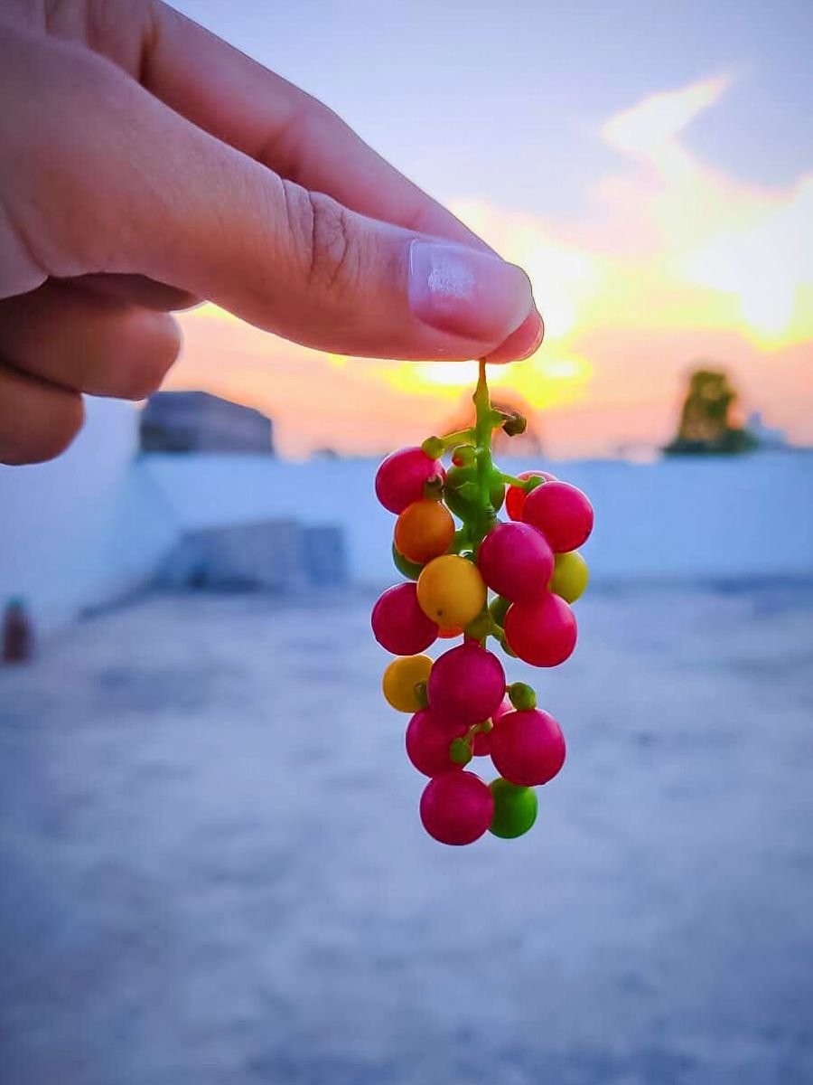 berries of schisandra are known to have five different flavors, a blend of sweet, soar, bitter, and more.