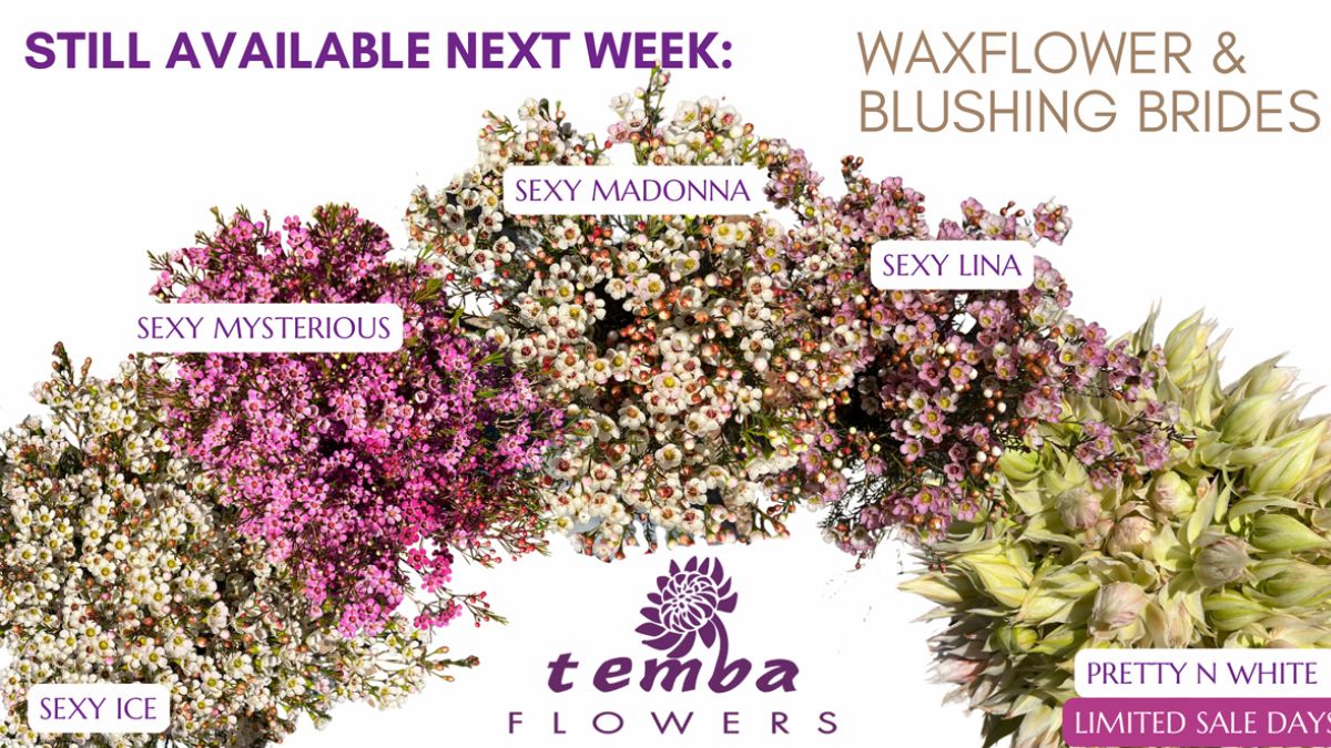Various Waxflowers and Blushing Brides from Temba Flowers