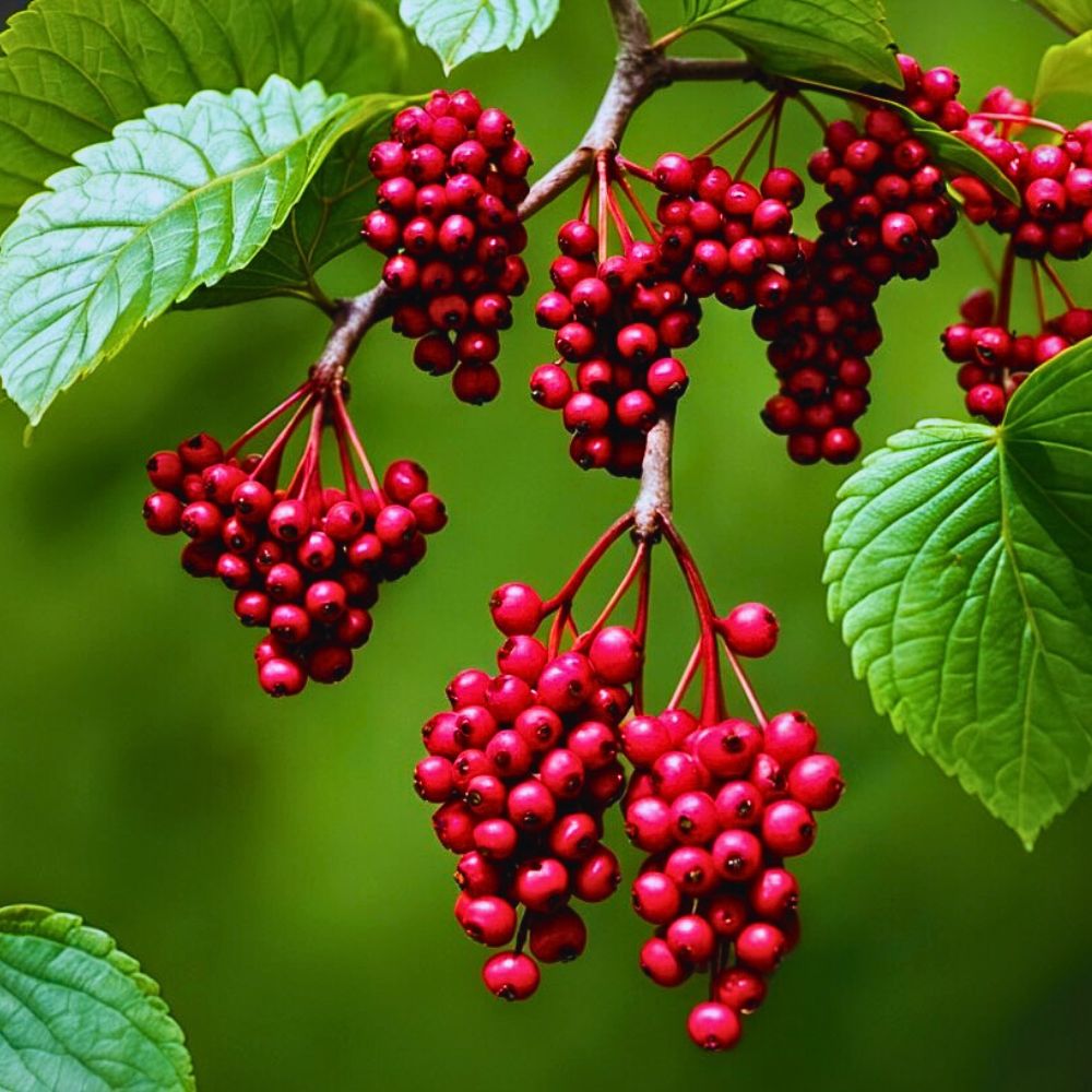 Schisandra extract has been popular in traditional chinese medicine, well known to deal with liver disease and has positive effect from therapeutic perspective