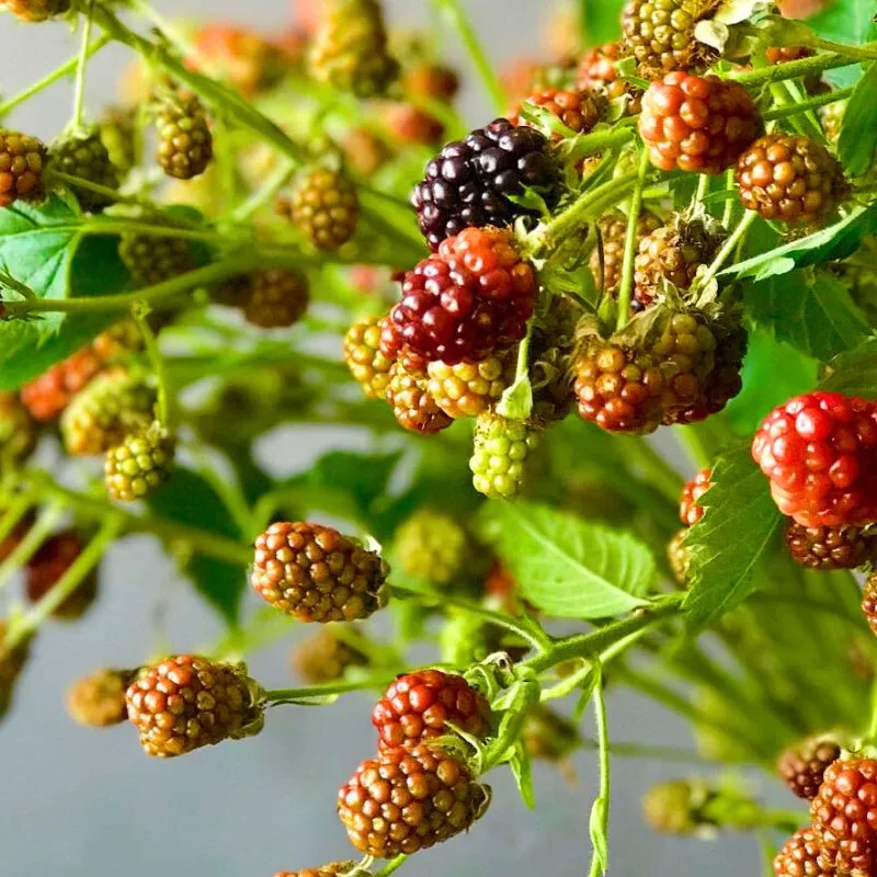 Rubus Chester by Fleur De Lis
