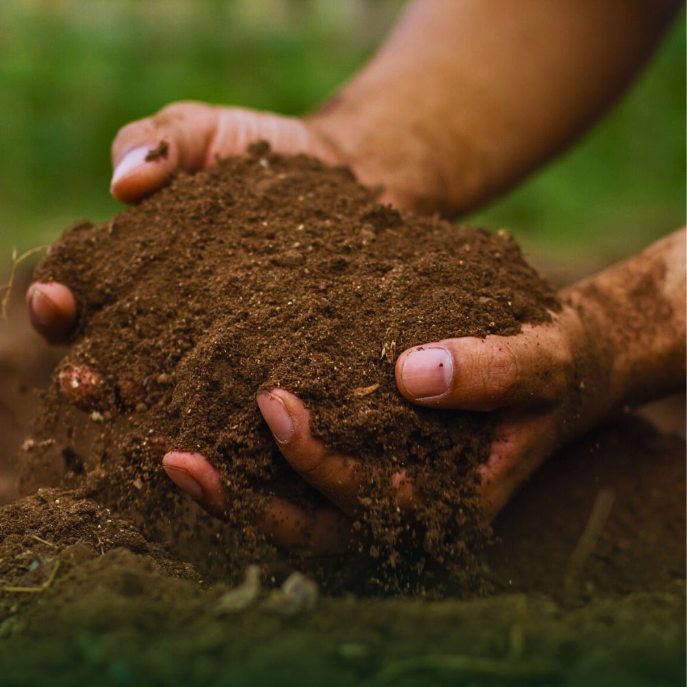 Soil Healthy Soil in Sustainable Floriculture Supports Biodiversity, Climate, and Communities