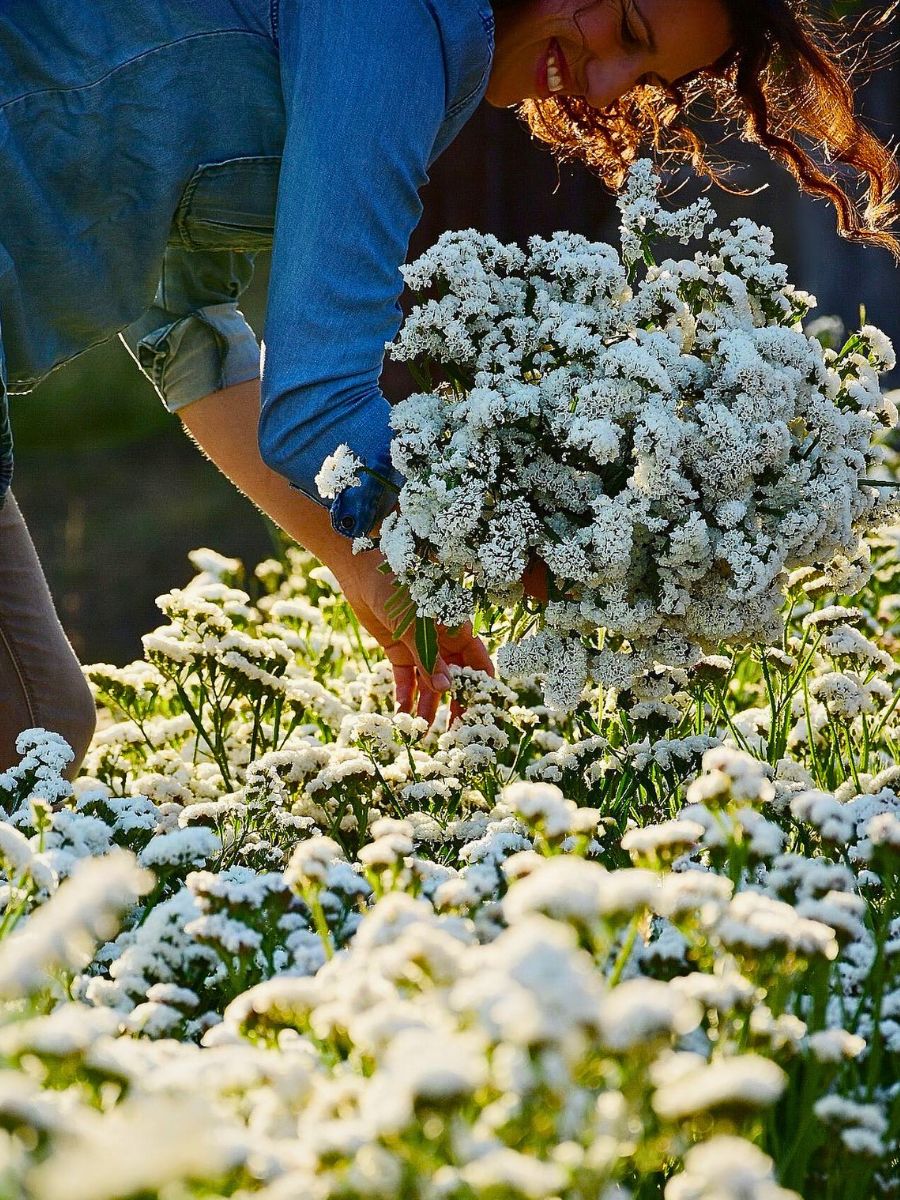 Flower cultivation Healthy Soil in Sustainable Floriculture Supports Biodiversity, Climate, and Communities