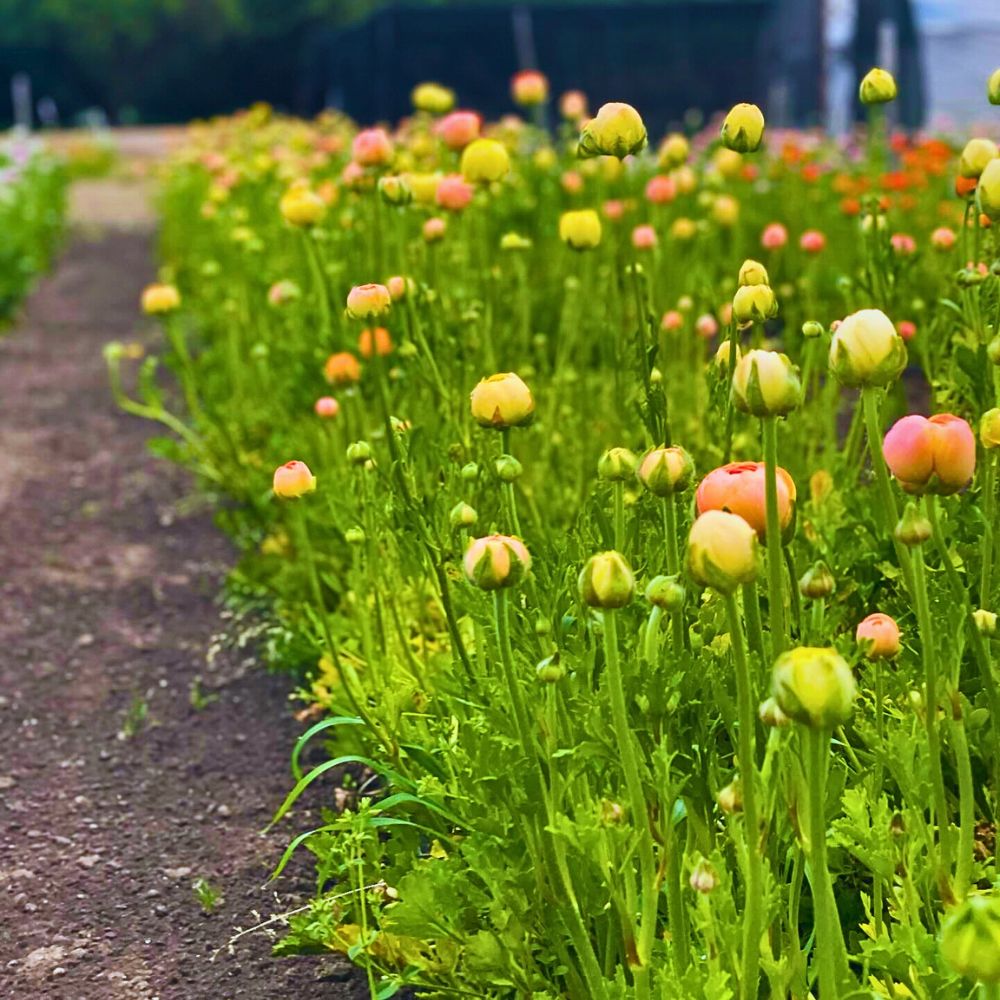 Blooming flowers Healthy Soil in Sustainable Floriculture Supports Biodiversity, Climate, and Communities