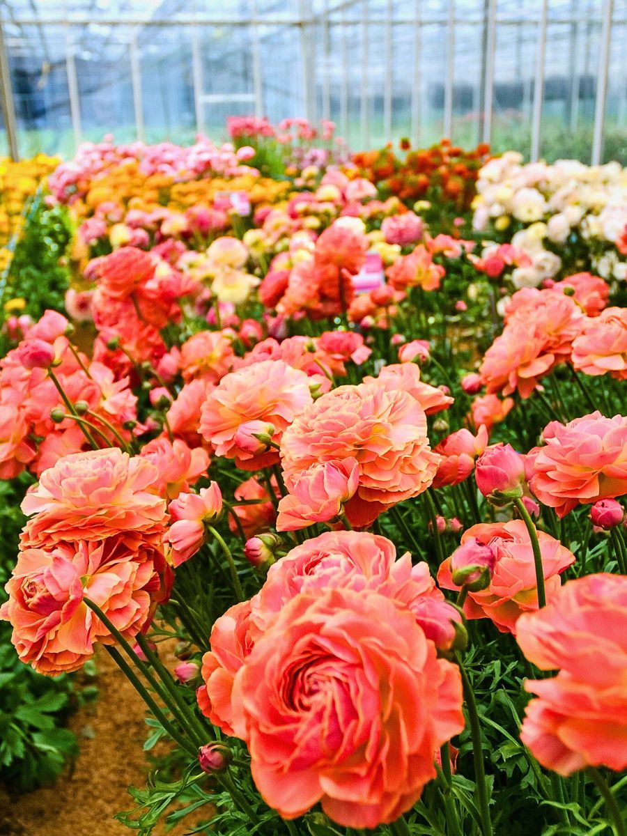 Ranunculus flowers Healthy Soil in Sustainable Floriculture Supports Biodiversity, Climate, and Communities