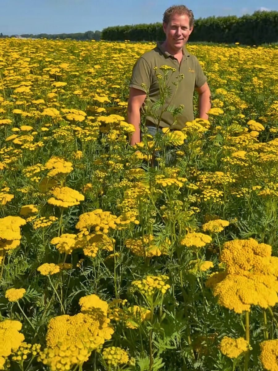Flower cultivation Healthy Soil in Sustainable Floriculture Supports Biodiversity, Climate, and Communities