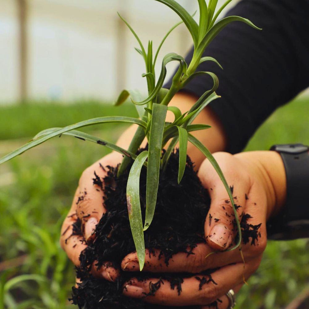 Healthy soil Healthy Soil in Sustainable Floriculture, Biodiversity Protection, and Climate Support