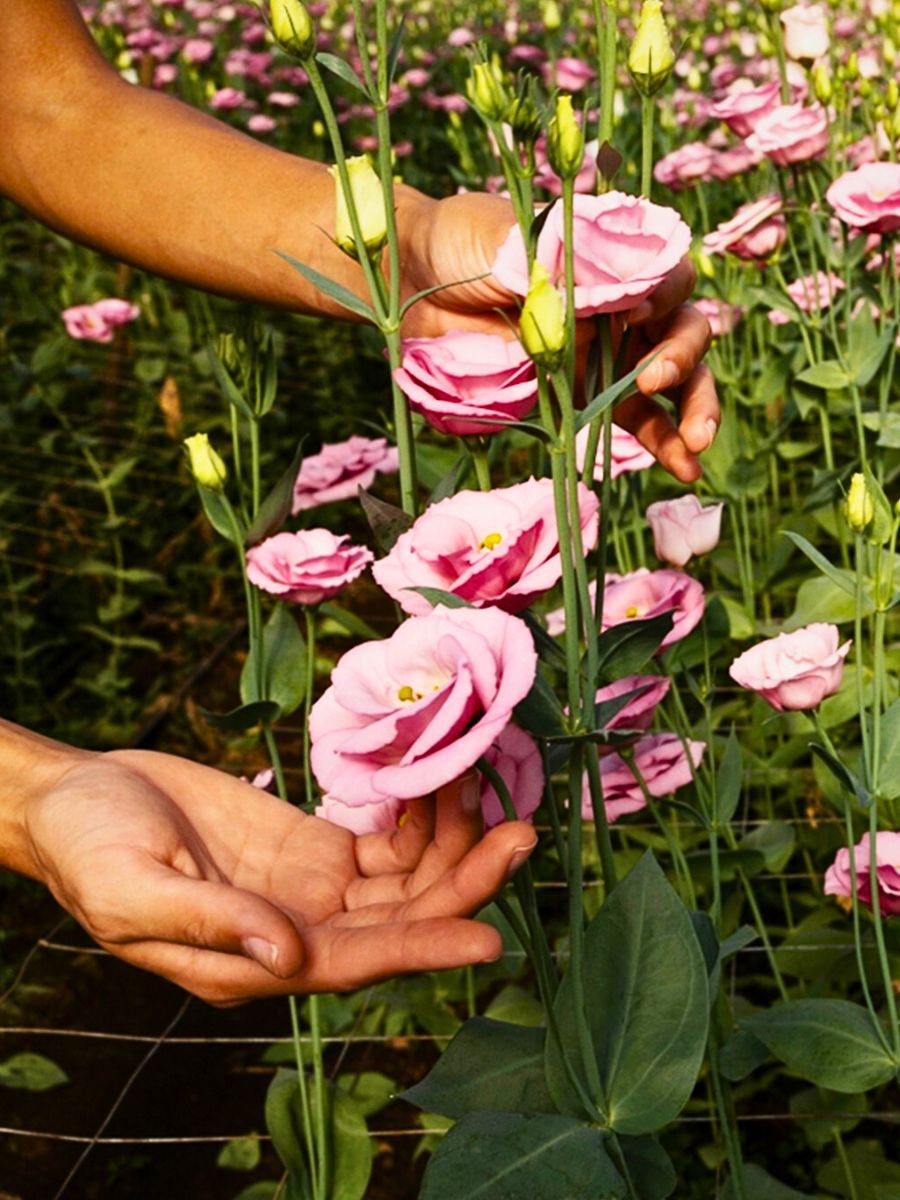 Flower cultivation Healthy Soil in Sustainable Floriculture, Biodiversity Protection, and Climate Support