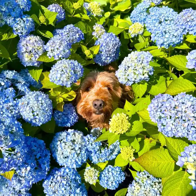 Dog in between hydrangeas